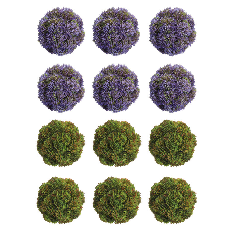 Sedum décoratif, Mauve / Vert