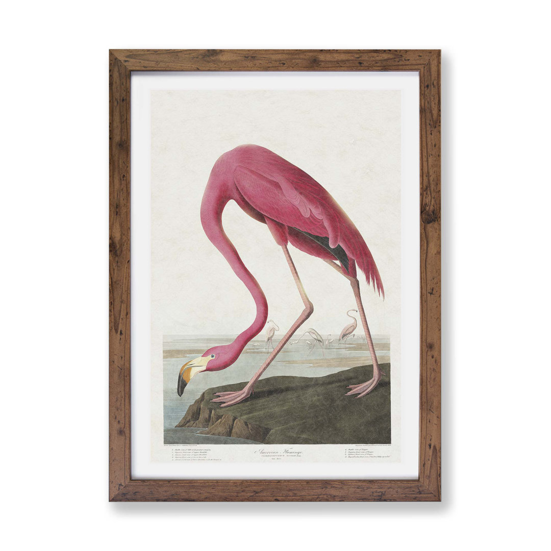 Pink Flamingo by John James Audubon - Framed Print