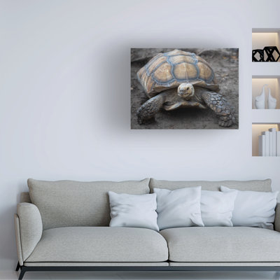 «Robert Aldabra Tortoise» par Robert Michaud