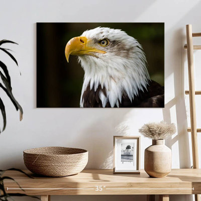 Fierce Bald Eagle