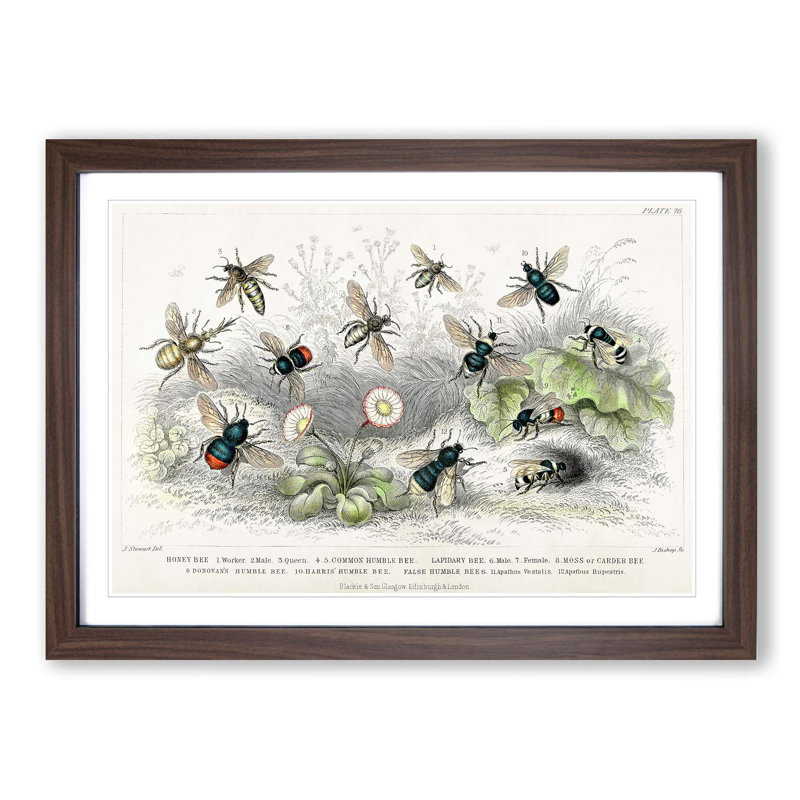 Assortment Of Bees by Oliver Goldsmith - Single Picture Frame Painting, Walnut, 33cm H x 45cm W x 2cm D