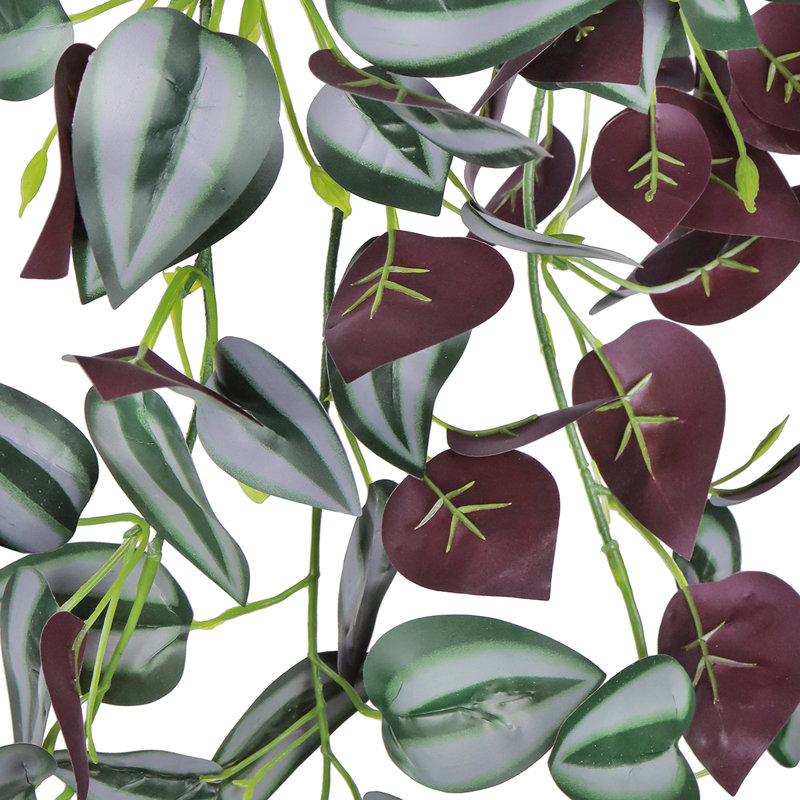 Plante suspendue 27 po Tradescantia Spiderwort