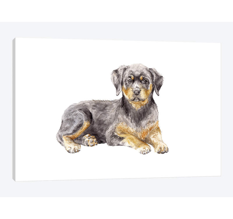 «Rottweiler Puppy», reproduction sur toile, H 8 po x l 12 po x P 0,75 po, Toile tendue, Pas de tapis