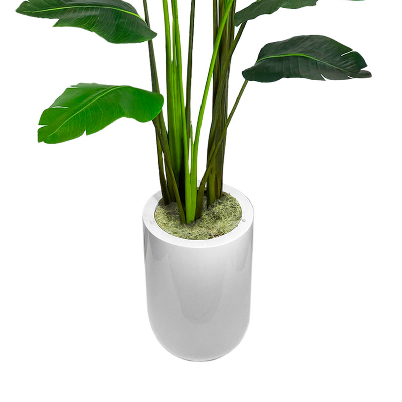 Green Bird of Paradise Tree in Pot, White