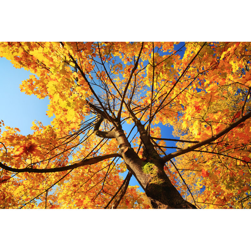Autumn Tree by Konradlew - Wrapped Canvas Print, 20cm H x 30cm W x 3.8cm D
