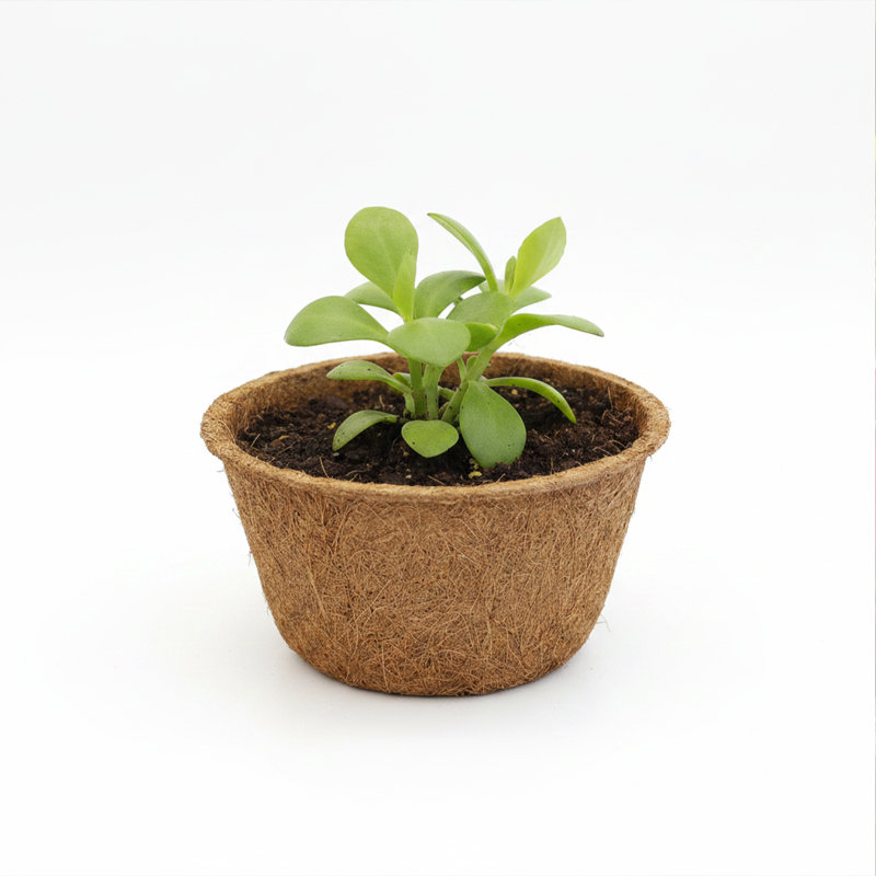 Pot à fleurs Coco Bowl, 12 po
