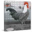 Journal Rooster 2 - Wrapped Canvas Print-1270364239