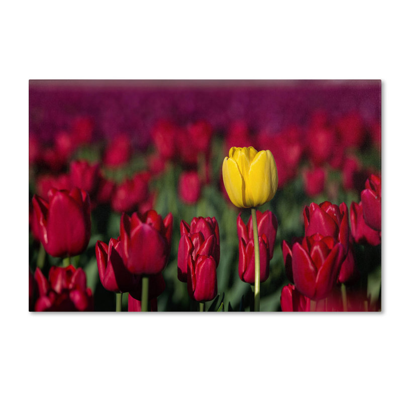 «Yellow Tulip», reproduction de photo sur toile tendue, H 30 po x l 47 po x P 2 po