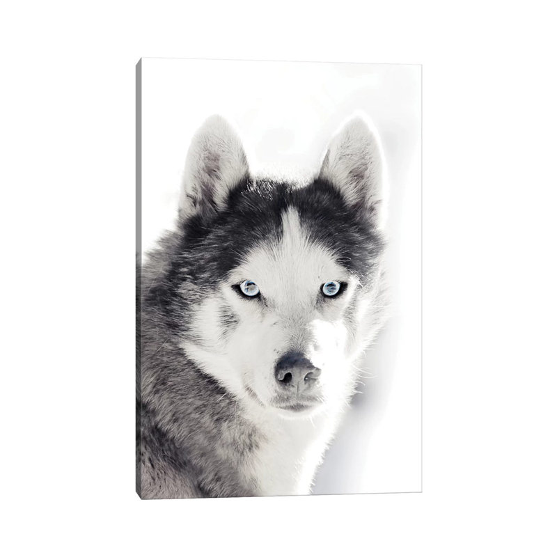 Husky Portrait by Monika Strigel - Wrapped Canvas Print, 20.32 cm H x 30.48 cm W