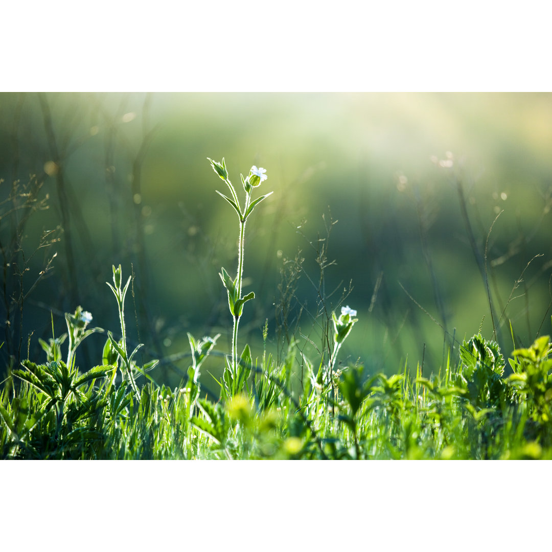 Wiese Wildblumen und Gras bei Sonnenaufgang von Mordolff - Drucken