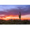 Sonoran Desert Landscape - Photographie sur toile tendue