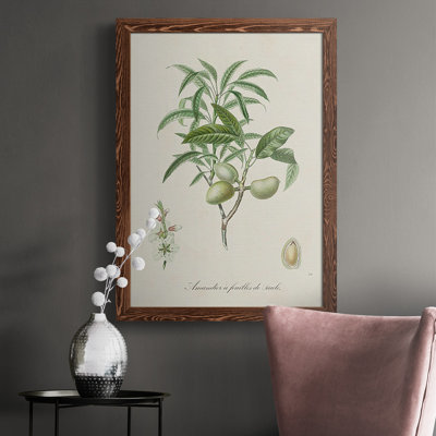 Antique Almond Botanical II " Antique Almond Botanical II "