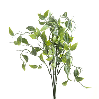 Anastasija Arrangement