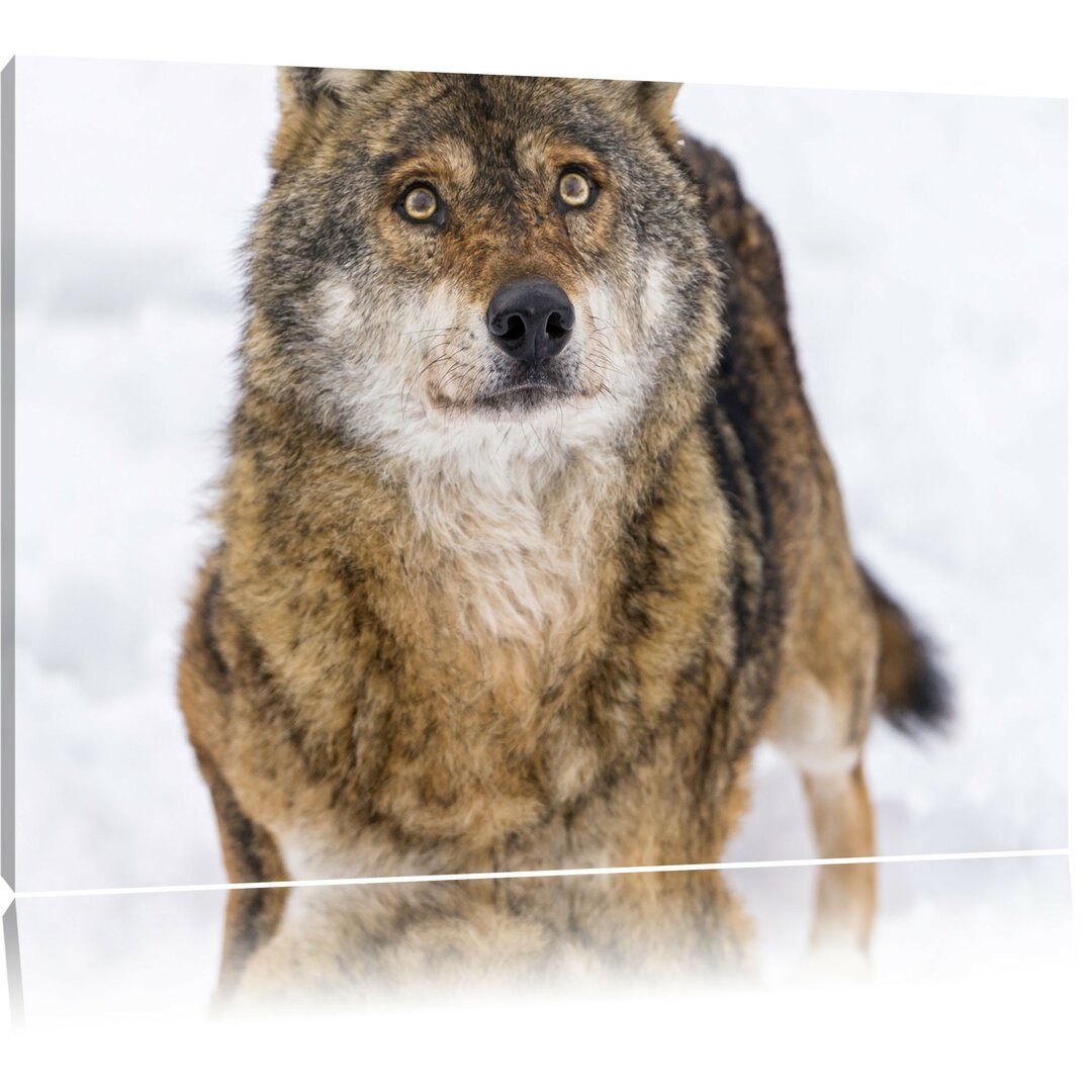 Leinwandbild Niedlicher Wolf im Schnee