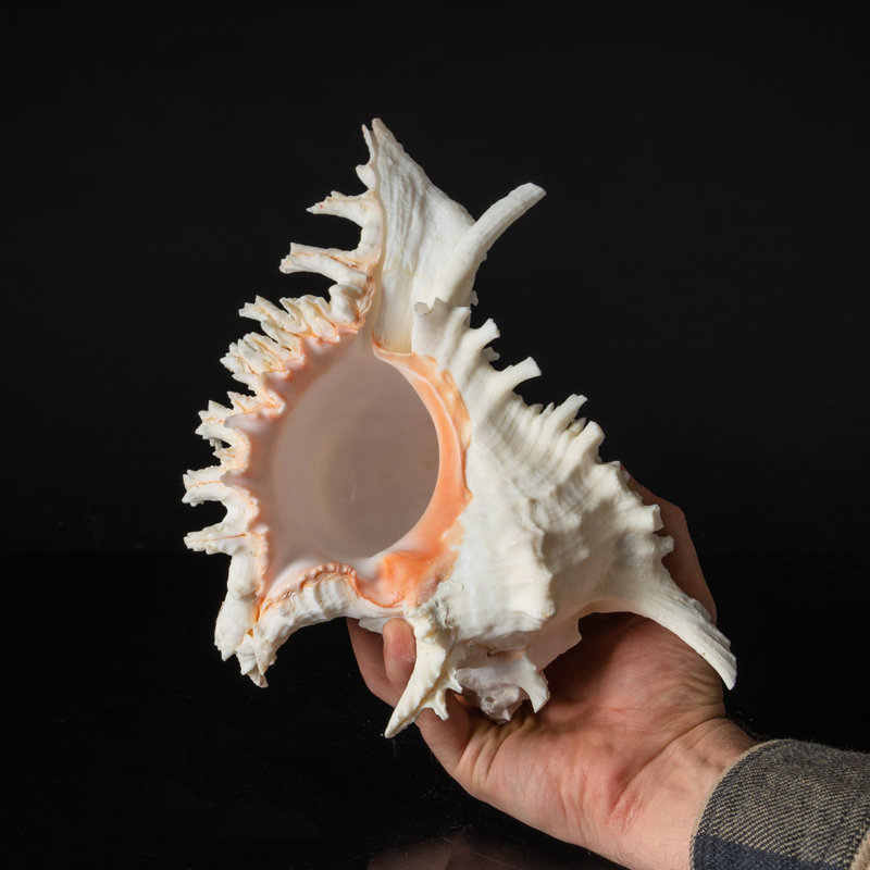 Genuine Ramose Murex Shell (2.5 Lbs)