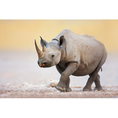 Rhinocéros noir - photographie sur toile tendue