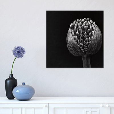 Allium II by Aledanda - Wrapped Canvas Print