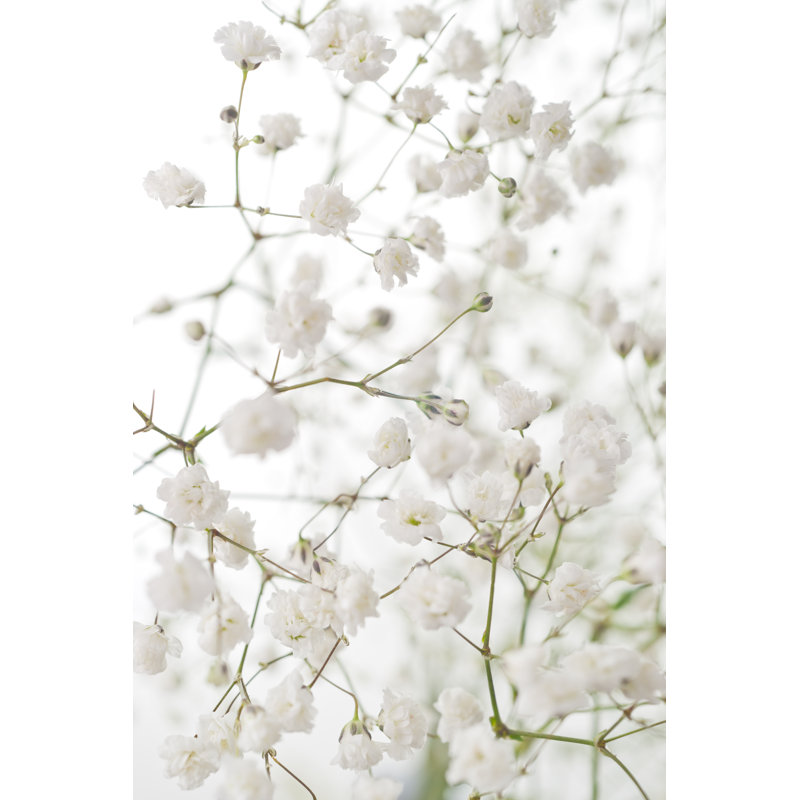 White Flowers Of Gypsophila - Wrapped Canvas Print, 46cm H x 30cm W