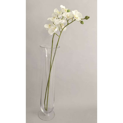 PHALAENOPSIS X7 FLEURS PU