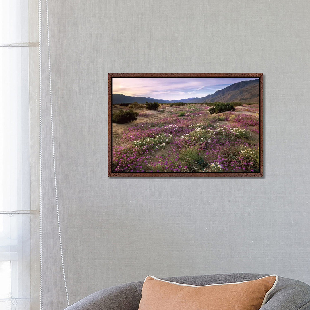 Sand Verbena And Primrose Blooming, Anza-Borrego Desert State Park, California von Tim Fitzharris - Gallery-Wrapped Canv...