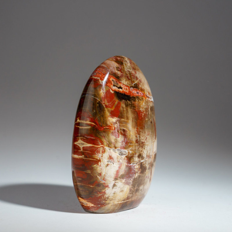 Polished Petrified Wood Freeform from Madagascar (1.75 Lbs)