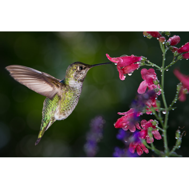 Hummingbird by Freebilly - Wrapped Canvas Print, 30cm H x 46cm W