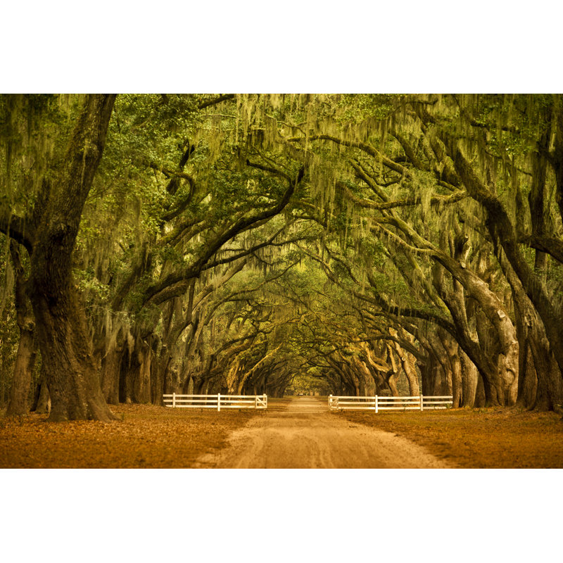 Oak Trees In Savannah Georgia by Pgiam - Wrapped Canvas Print, 61cm H x 91cm W x 3.8cm D