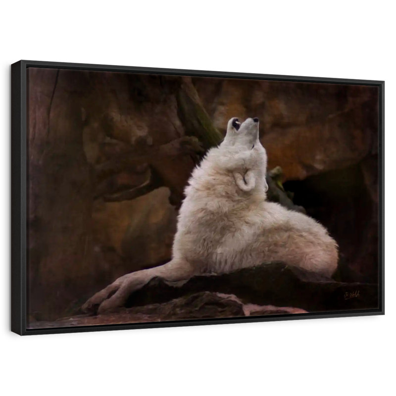 Loup blanc, Cadre flottant noir, 40 po x 27 po