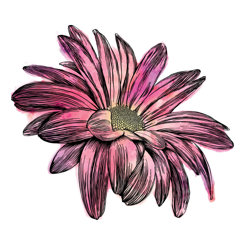 Fleurs de chrysanthème par Andrea_Hill, H 30 po x l 30 po