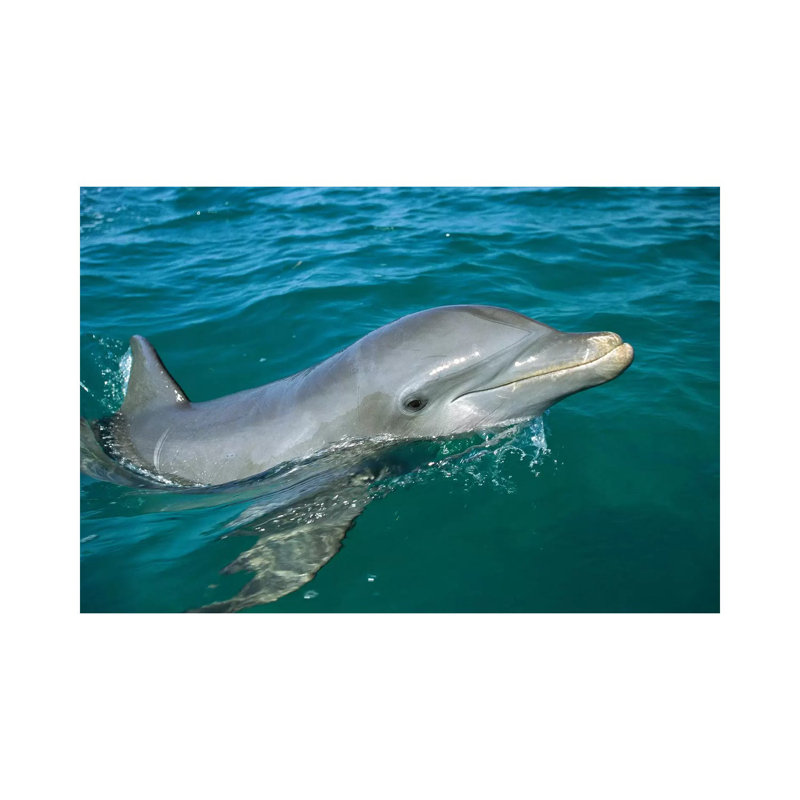 Bottlenose Dolphin Surfacing, Honduras by Konrad Wothe - Wrapped Canvas Print, 30.48 cm H x 45.72 cm W