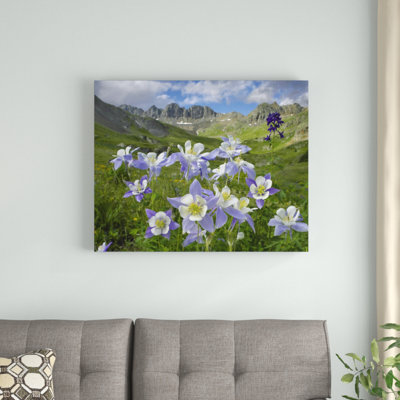 " Colorado Blue Columbine Meadow At American Basin, Colorado " by Tim Fitzharris