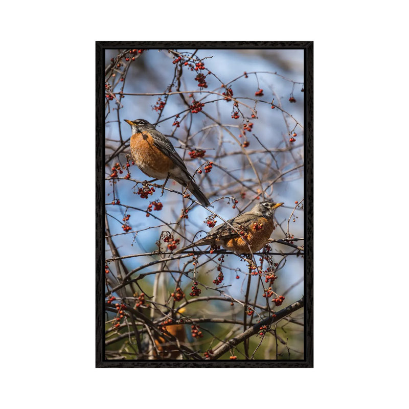 Spring Robins by David Gardiner - Print on Canvas, Black Framed, 101.6 cm H x 66.04 cm W