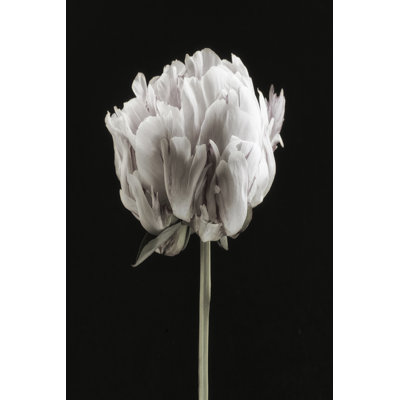Portrait de pivoine rosée II