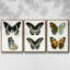 Ensemble de 3 papillons bleus antiques I encadrés sur toile-97759569-97759572