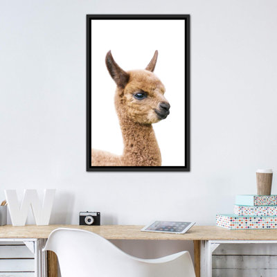 «Baby Llama» par Sissi & Seb - reproduction de photo