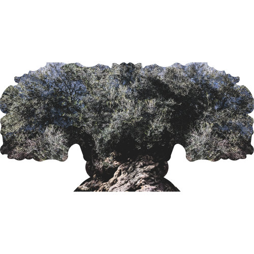 H13674 Arbre d'olive antique de Vouves