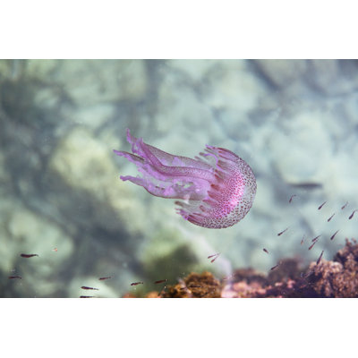 Jellyfish - Wrapped Canvas Print