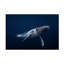 «Humpback Whale in Blue» par Barathieu Gabriel - reproduction de photo sur toile tendue-1834685096