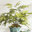 Plumosa Fern Drop-In 21"