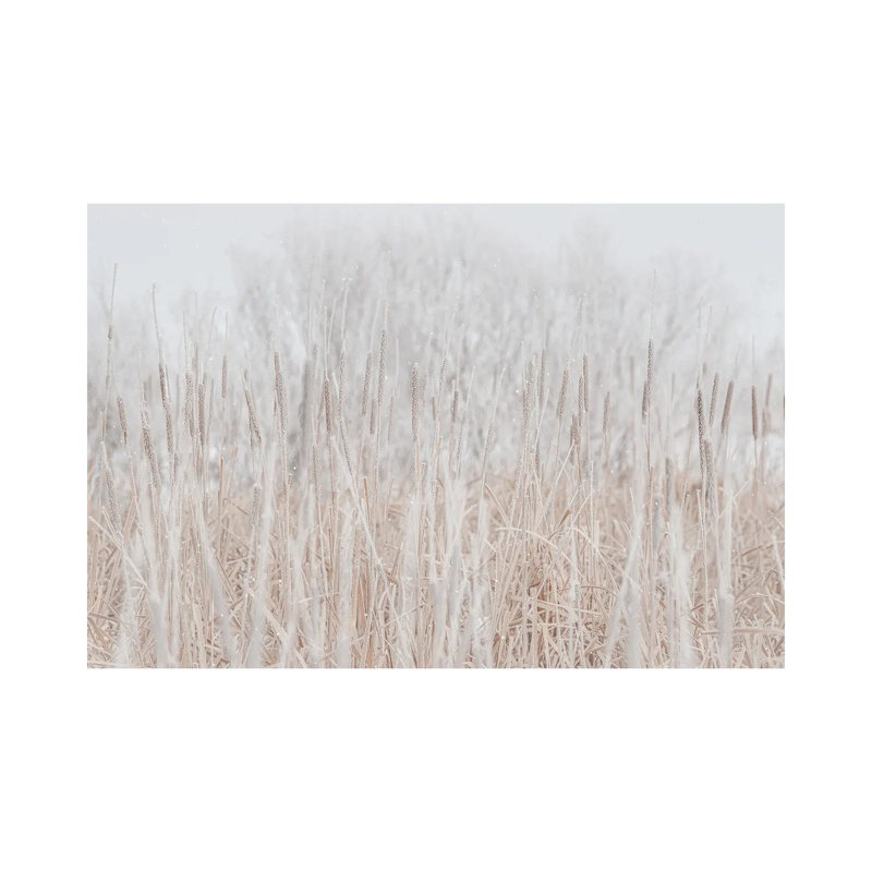 Cattails Hoarfrost With Snow by Nik Rave - Wrapped Canvas Gallery-Wrapped Canvas Giclée, 66.04cm H x 101.6cm W