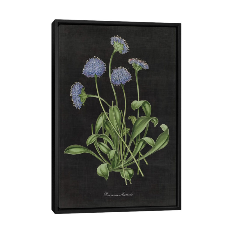 « botanique chart vii », impression sur toile tendue, H 26 po x l 18 po x P 1,5 po, Toile avec cadre noir, Pas de tapis