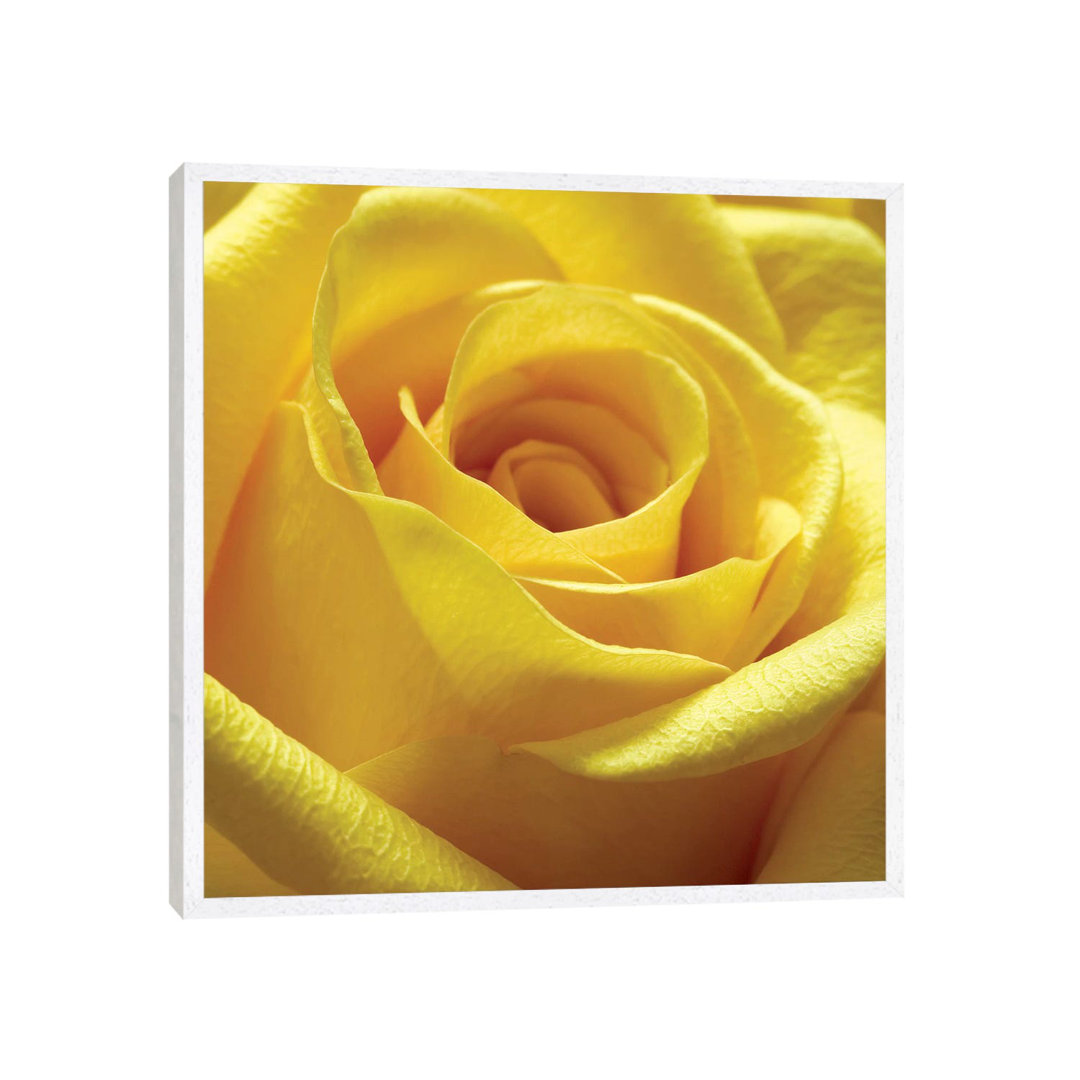 Leinwandbild Yellow Rose von PhotoINC Studio