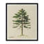 Cedar Print-1512797323