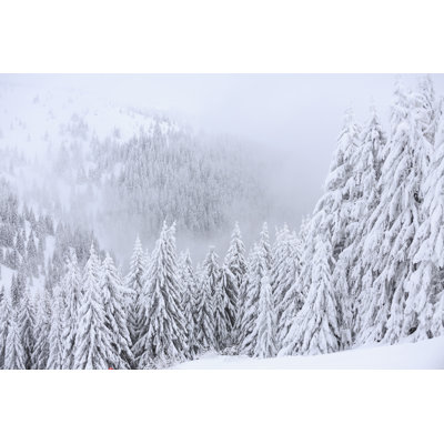Fresh Snow Wintery by Ultramarinfoto - Wrapped Canvas Print