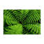 Stylish Non Woven Thin Type Printed Rug with Elegant Floral and Leaf Design for Indoor Use-1751494026