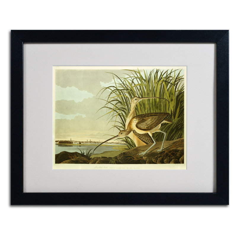 « curlew long billed », reproduction sur toile encadrée, H 16 po x l 20 po x P 0,5 po, Noir