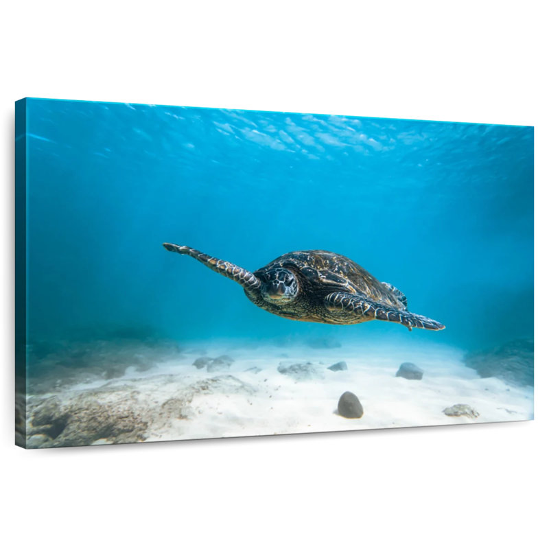 Brampt Blue Turtle, 32" H x 48" W