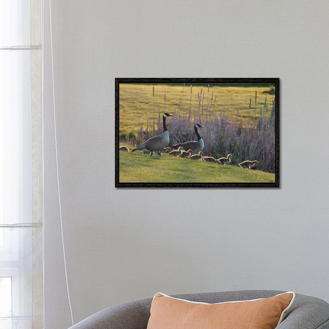 Heading To The Pond von Steve Toole - Galerie-verpackte Leinwand Giclée auf Leinwand