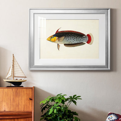 «Tropical Fish Collection IV», reproduction encadrée de qualité supérieure - prête à être accrochée