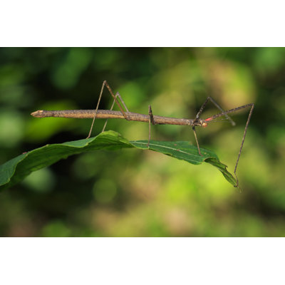 Siam Giant Stick Insect - Photographie sur toile tendue